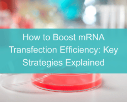How to Boost mRNA Transfection Efficiency: Key Strategies Explained - cover